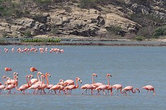 flamingo's