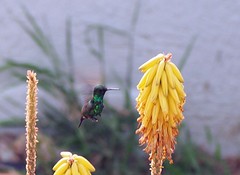 kolibri
