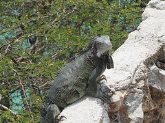 leguaan