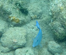 mooie blauwe vis