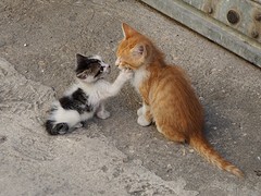 Amigos par la siempre - vrienden voor het leven