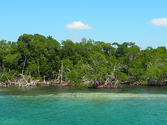 mangroven aan de landzijde van het eiland