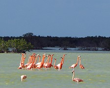 Flamingo's