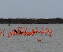 Flamingo's bij de Varkensbaai