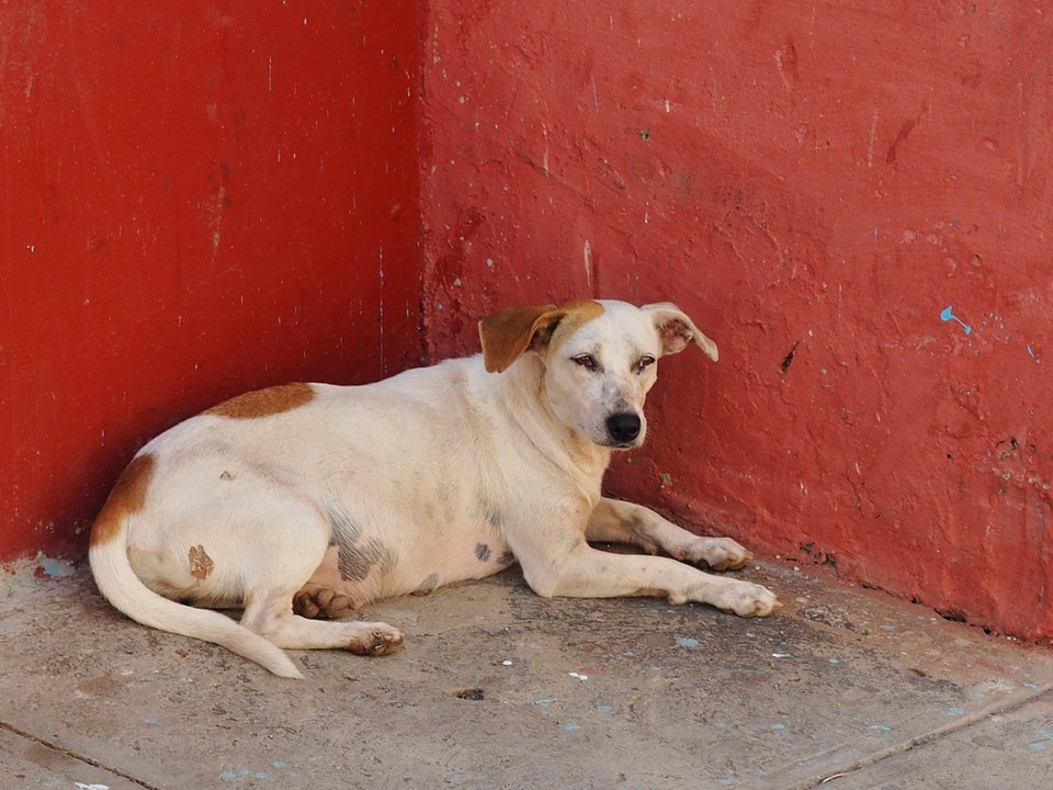 Hondje