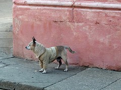 Hond met truitje
