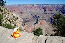 Duck de bouwer in Grand Canyon
