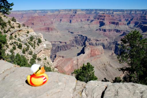 Duck de bouwer in Grand Canyon