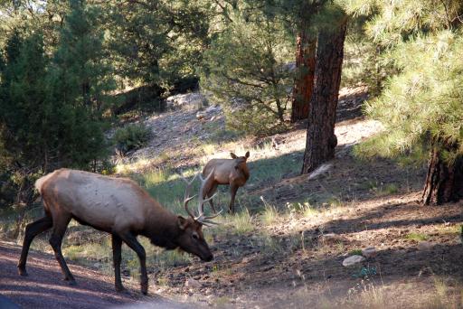 Mule deer