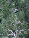 Jonge condor