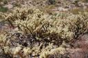 cactusin Mojave NP