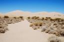 Kelso zandduinen in Mojave NP