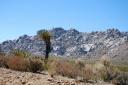 Mojave NP