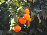 sinaasappels