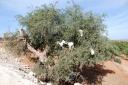 geiten in argan boom
