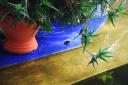 Jardin Majorelle