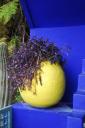 Jardin Majorelle