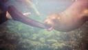 Playing sealions