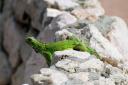 Lizard - Bonaire