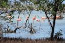 Flamingo's