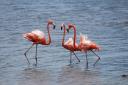 Flamingo's