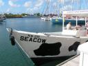 Snorkeling with the Seacow - a moooving experience