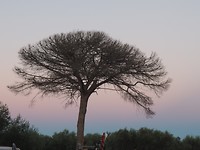 Prachtige boom bij de agriturismo