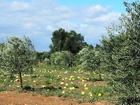 veld met meloenen