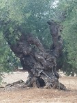 oude olijfboom