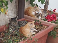 Bosje katten