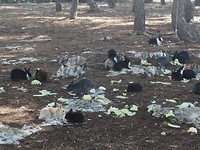 Rabbit Island