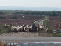 herder