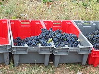Lekkere bourgogne