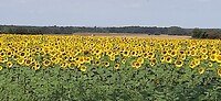 Tournesols - zonnebloemen