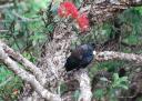 Tui bird
