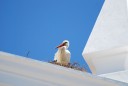 Ooievaar in oude stad Faro
