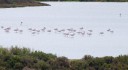 Flamingo's