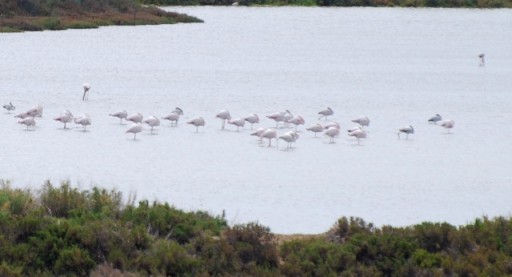 Flamingo's
