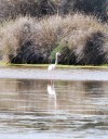 Flamingo achter het hotel