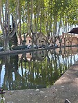 L' etang