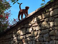 Kat op de muur