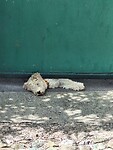 Siesta
