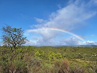 Regenboog