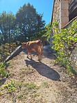 Koe in de tuin