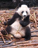 panda puber