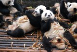panda's