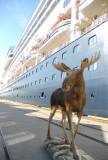 Eland bij de boot