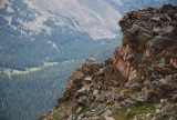 Bighorn sheep