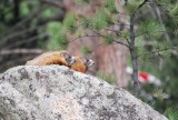 marmotten