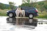 Burro's in Custer State Park